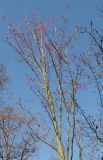 Acer rubrum