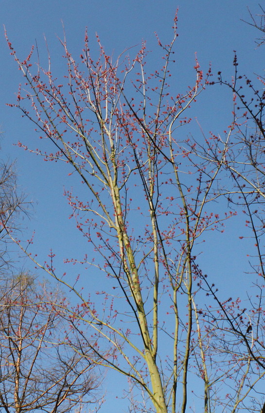 Image of Acer rubrum specimen.