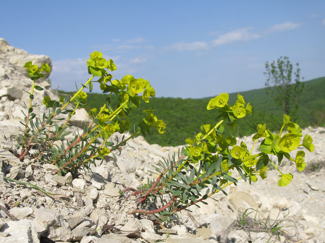 Image of Euphorbia petrophila specimen.