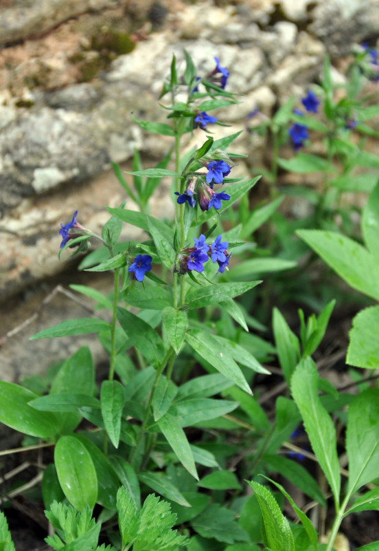 Изображение особи Aegonychon purpureocaeruleum.