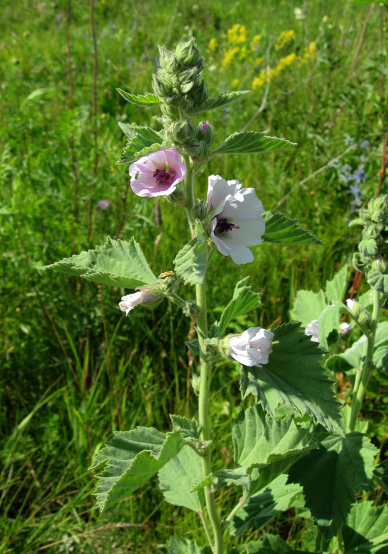 Изображение особи Althaea officinalis.