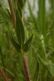 Potentilla recta subspecies pilosa