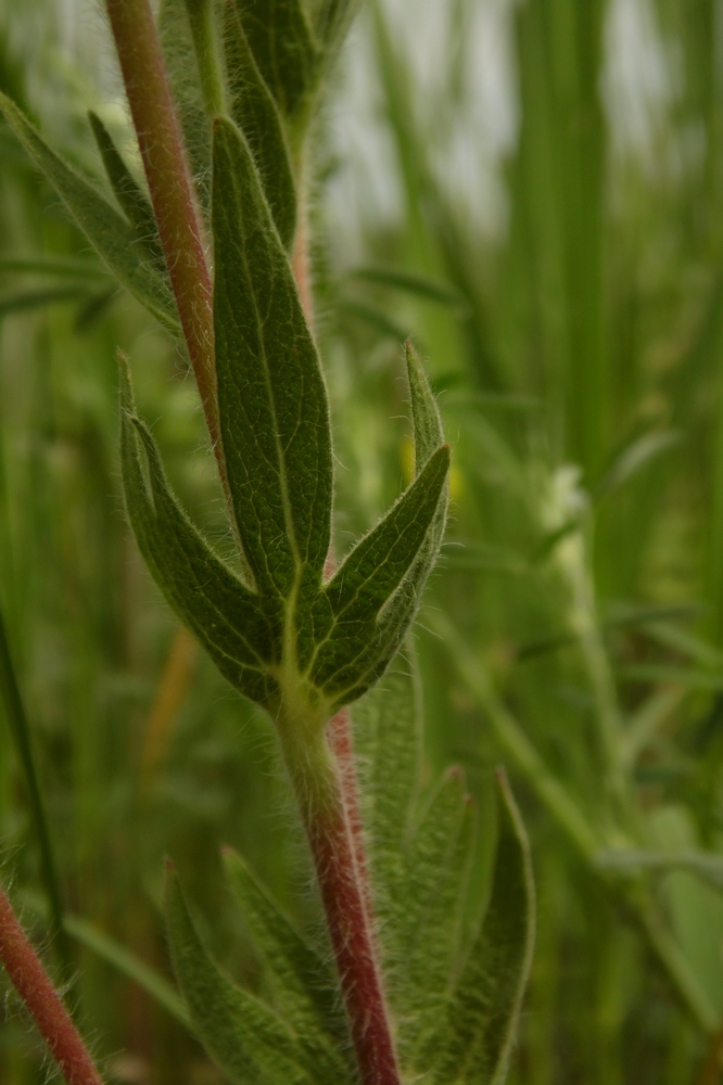 Image of Potentilla recta ssp. pilosa specimen.