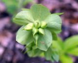 Helleborus caucasicus. Плод. Адыгея, левый берег р. Белая, вдоль тропы из пос. Каменномостовский до водопадов Руфабго. 27.04.2013.