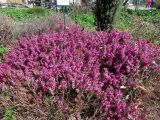 Erica carnea. Куртина цветущих растений (выращено сотрудниками научно-опытной станции \"Отрадное\"). Санкт-Петербург, Ботанический сад БИН РАН, Сад непрерывного цветения (Северный двор). 03.05.2014.