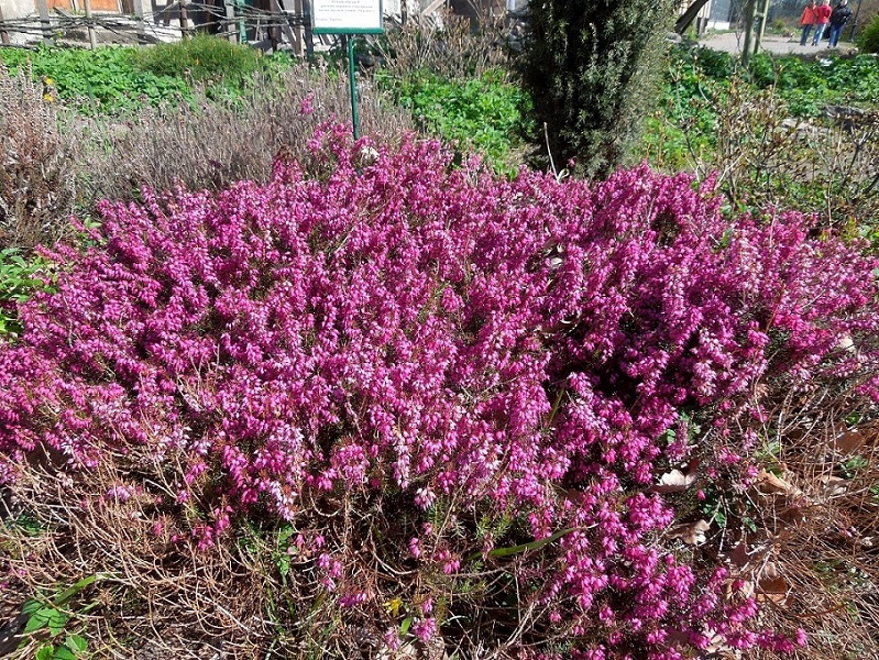 Image of Erica carnea specimen.