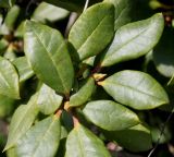 Rhododendron forrestii. Листья ('Baden Baden'). Германия, г. Дюссельдорф, Ботанический сад университета. 04.05.2014.