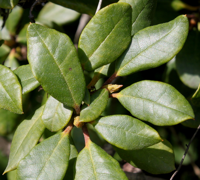 Image of Rhododendron forrestii specimen.