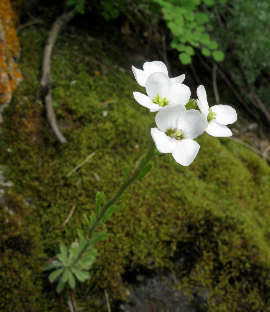 Изображение особи Stevenia incarnata.