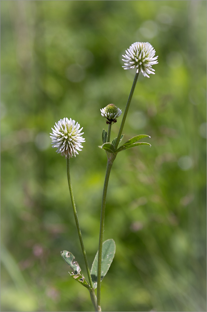 Image of Trifolium montanum specimen.