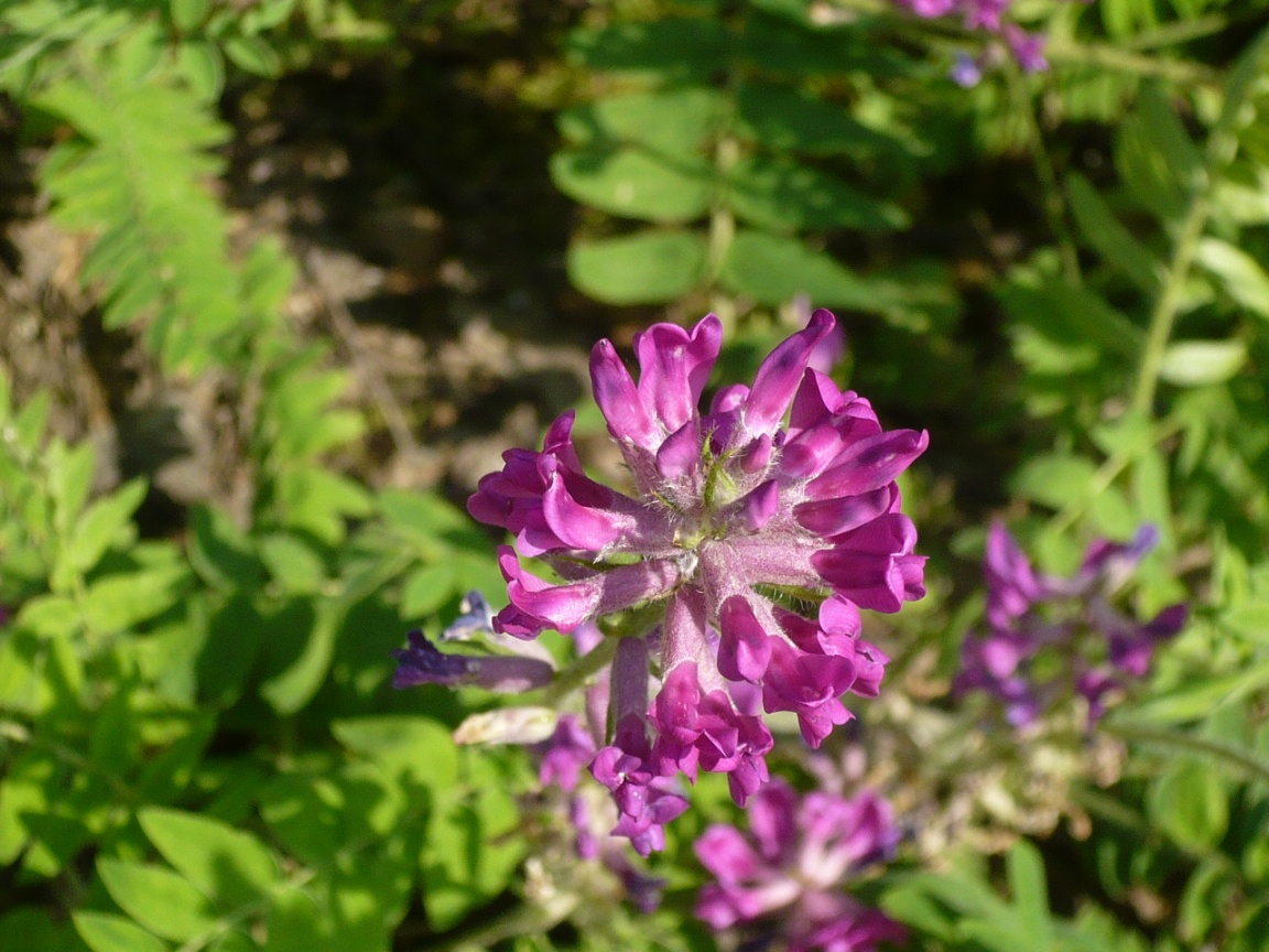 Image of Oxytropis campanulata specimen.