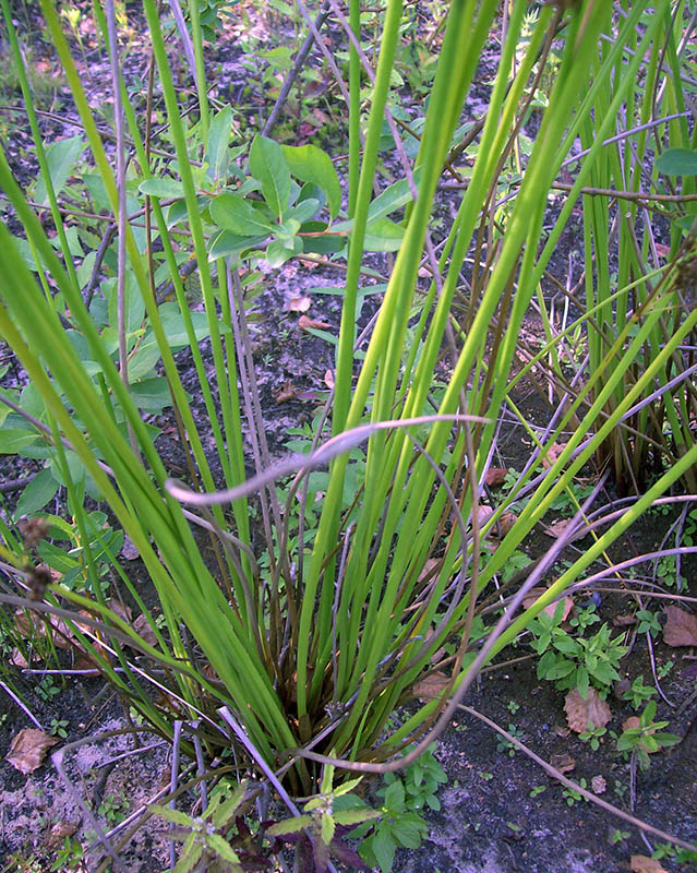 Image of Juncus effusus specimen.