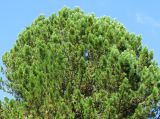 Pinus sibirica
