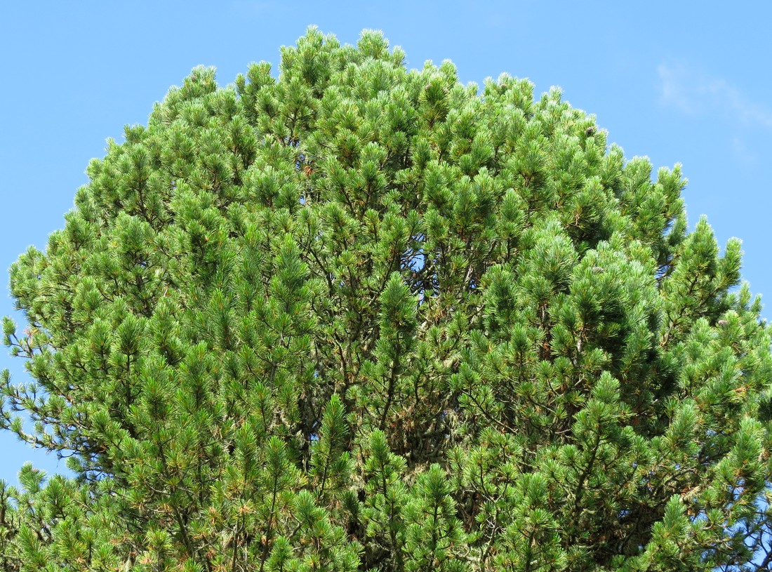 Image of Pinus sibirica specimen.