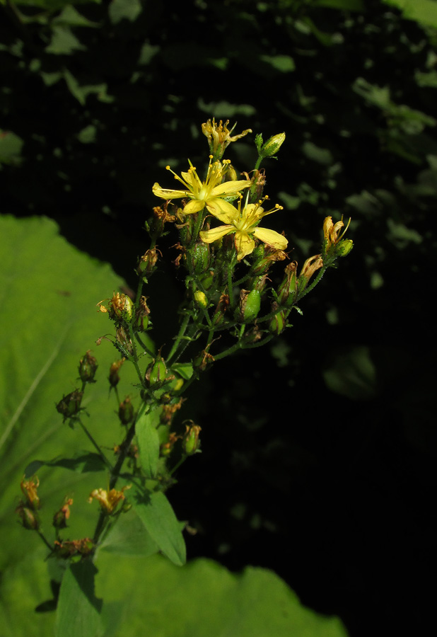 Изображение особи Hypericum hirsutum.