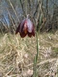 Fritillaria meleagroides