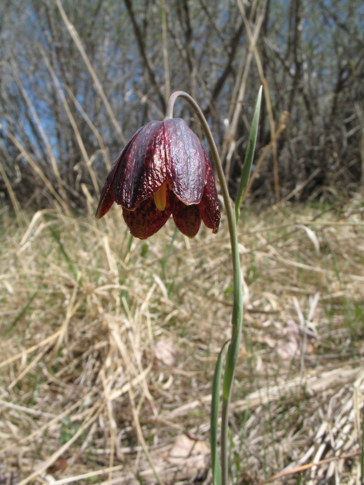 Изображение особи Fritillaria meleagroides.