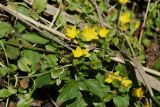 Lysimachia nummularia