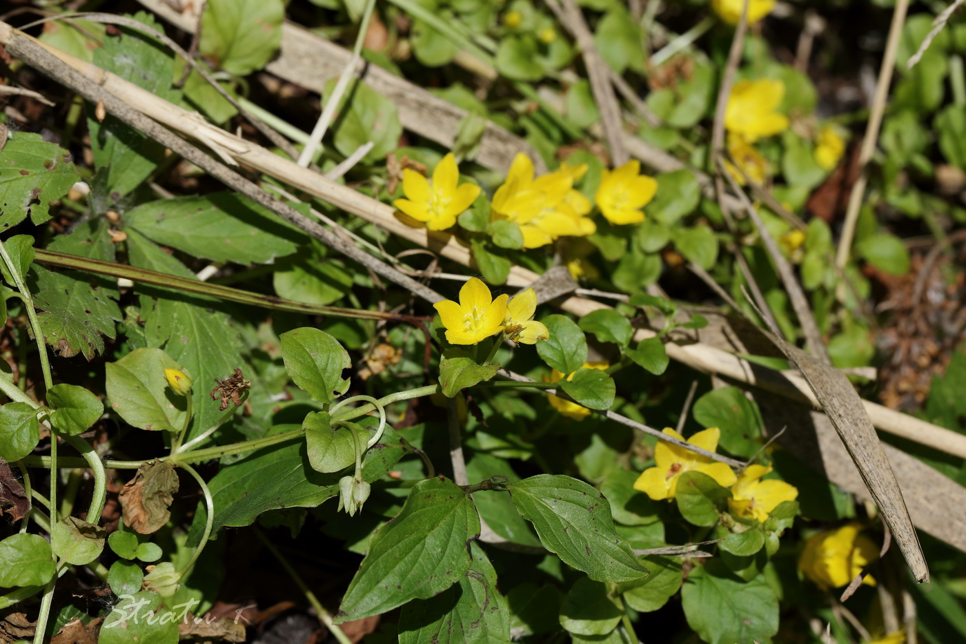 Изображение особи Lysimachia nummularia.