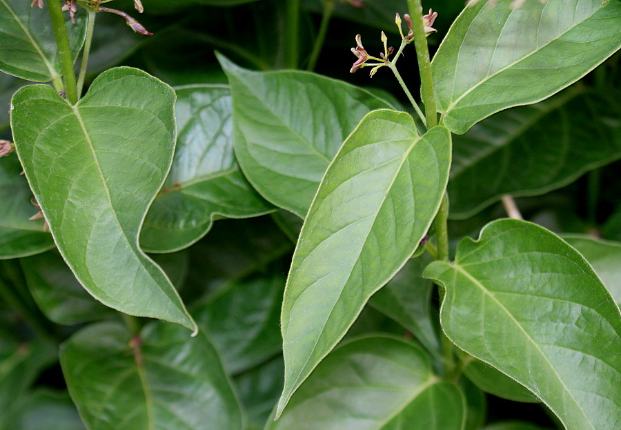 Image of Vincetoxicum rossicum specimen.