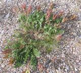 Oxytropis sordida. Плодоносящее растение. Кольский полуостров, Восточный Мурман, пос. Дальние Зеленцы. 22.07.2009.