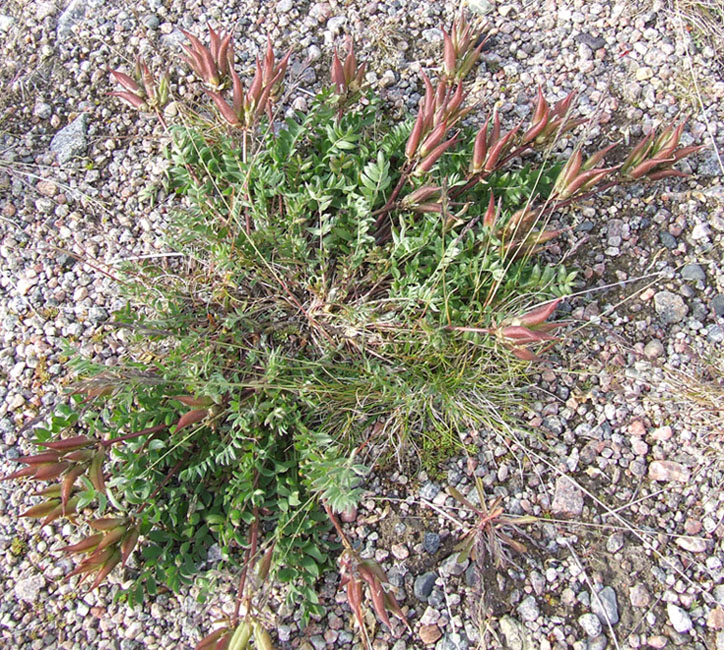 Изображение особи Oxytropis sordida.