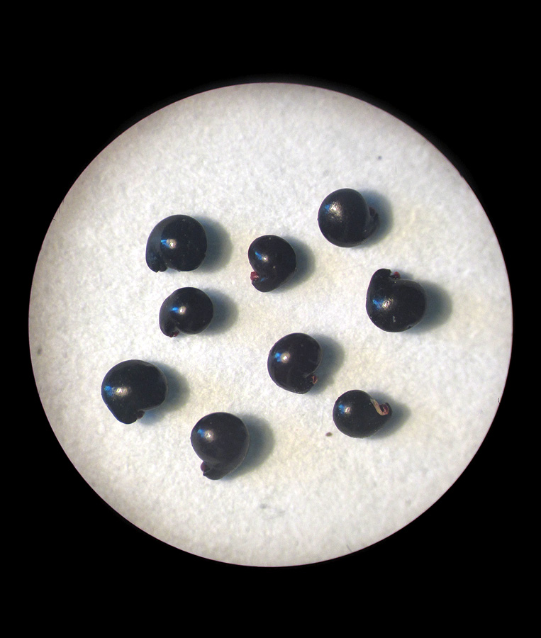 Image of Suaeda acuminata specimen.