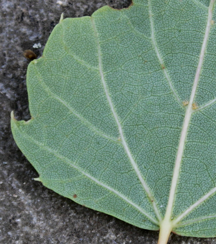 Image of Tilia mongolica specimen.