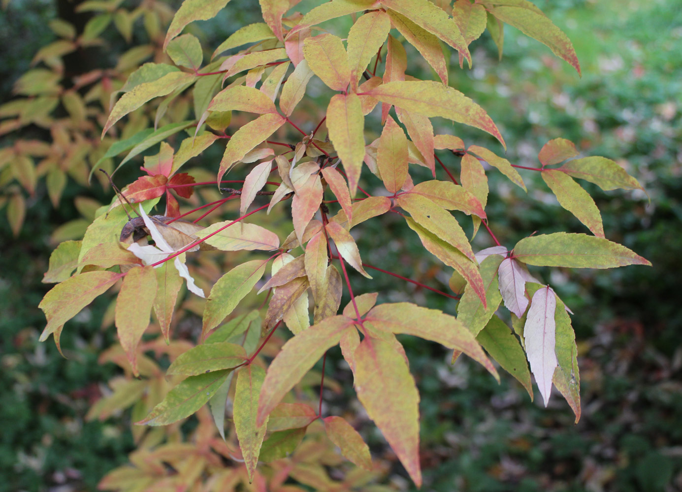 Image of Acer mandshuricum specimen.