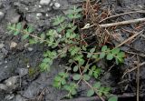 Euphorbia prostrata. Вегетирующее растение. Италия, регион Венето, Парона ди Вальполичелла, берег ручья. 21.07.2014.