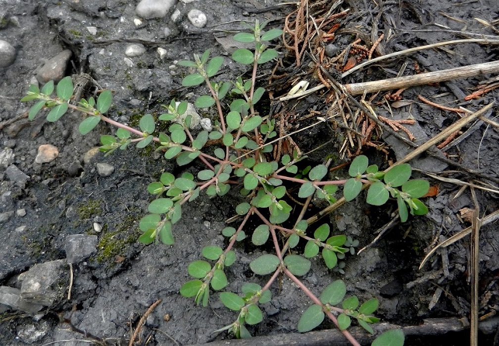 Изображение особи Euphorbia prostrata.