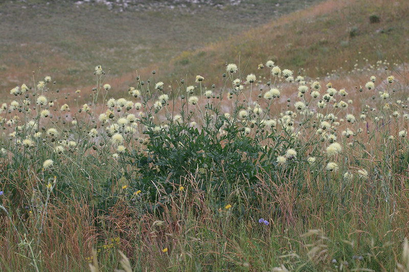 Изображение особи Rhaponticoides ruthenica.