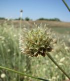 Cephalaria uralensis