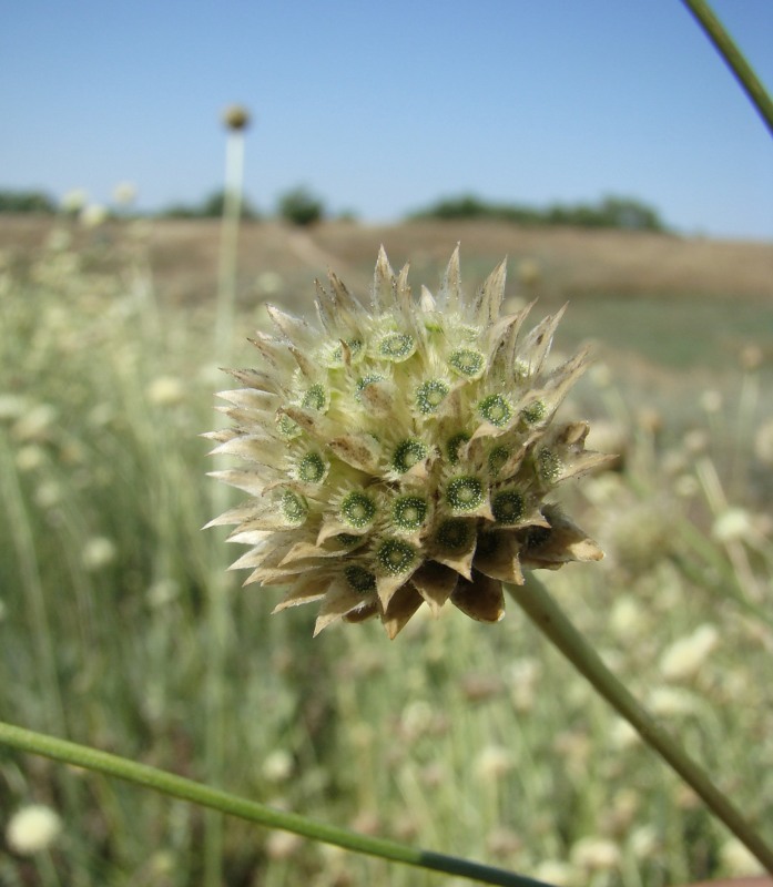 Изображение особи Cephalaria uralensis.