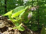 Trachystemon orientalis