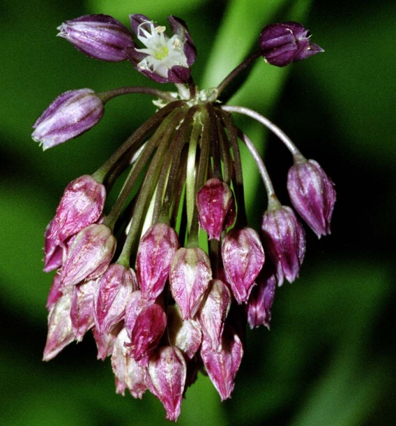 Image of Allium rotundum specimen.