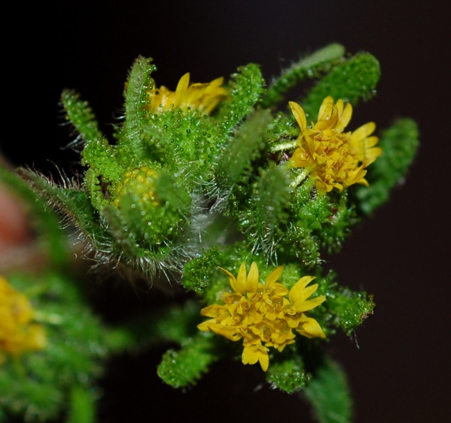 Image of Sigesbeckia orientalis specimen.