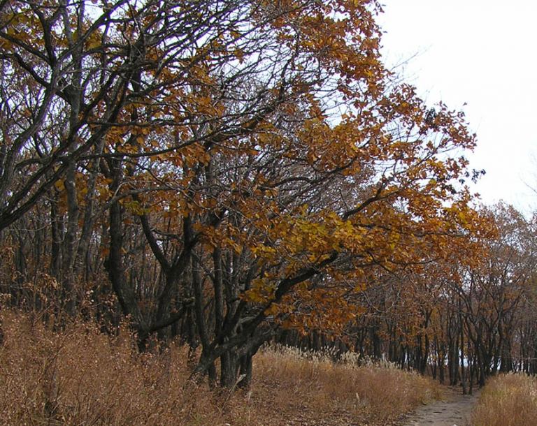 Изображение особи Quercus mongolica.