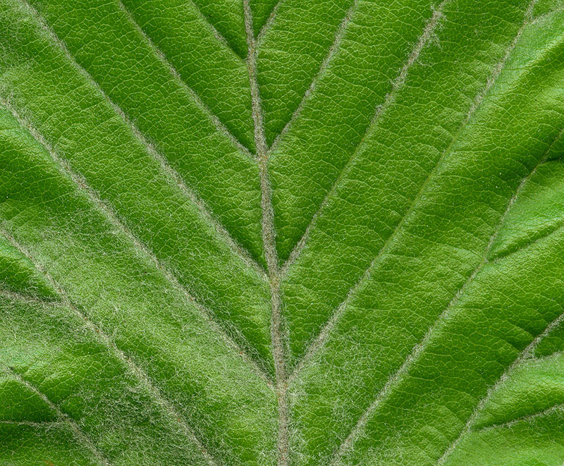 Изображение особи Sorbus aria.