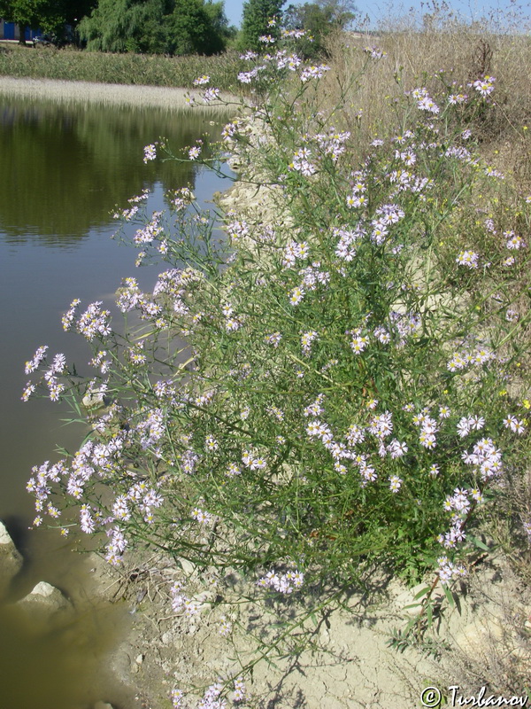 Image of Tripolium pannonicum specimen.