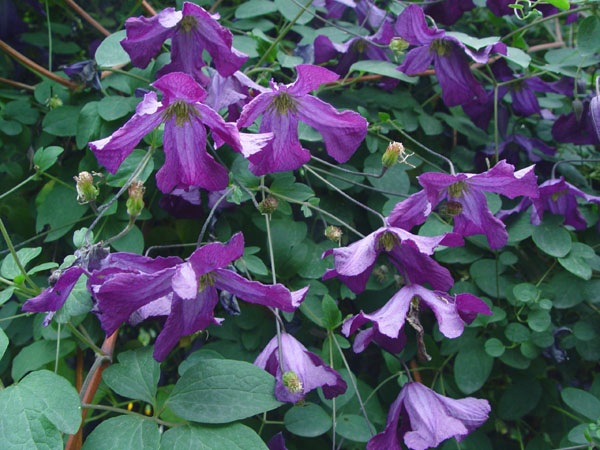 Изображение особи Clematis viticella.