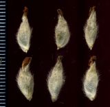 Anthyllis macrocephala. Плоды, заключённые в чашечки цветков. Курская обл., Хомутовский р-н, дер. Лёкта, ур. Буровая, р. Свапа, луговой склон. 8 августа 2009 г.