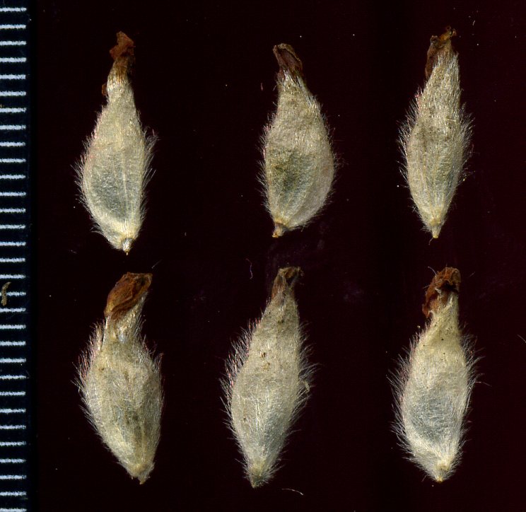 Image of Anthyllis macrocephala specimen.
