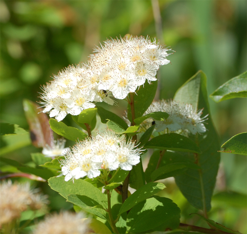 Image of Spiraea media specimen.