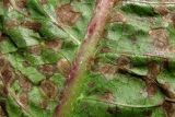 Taraxacum officinale