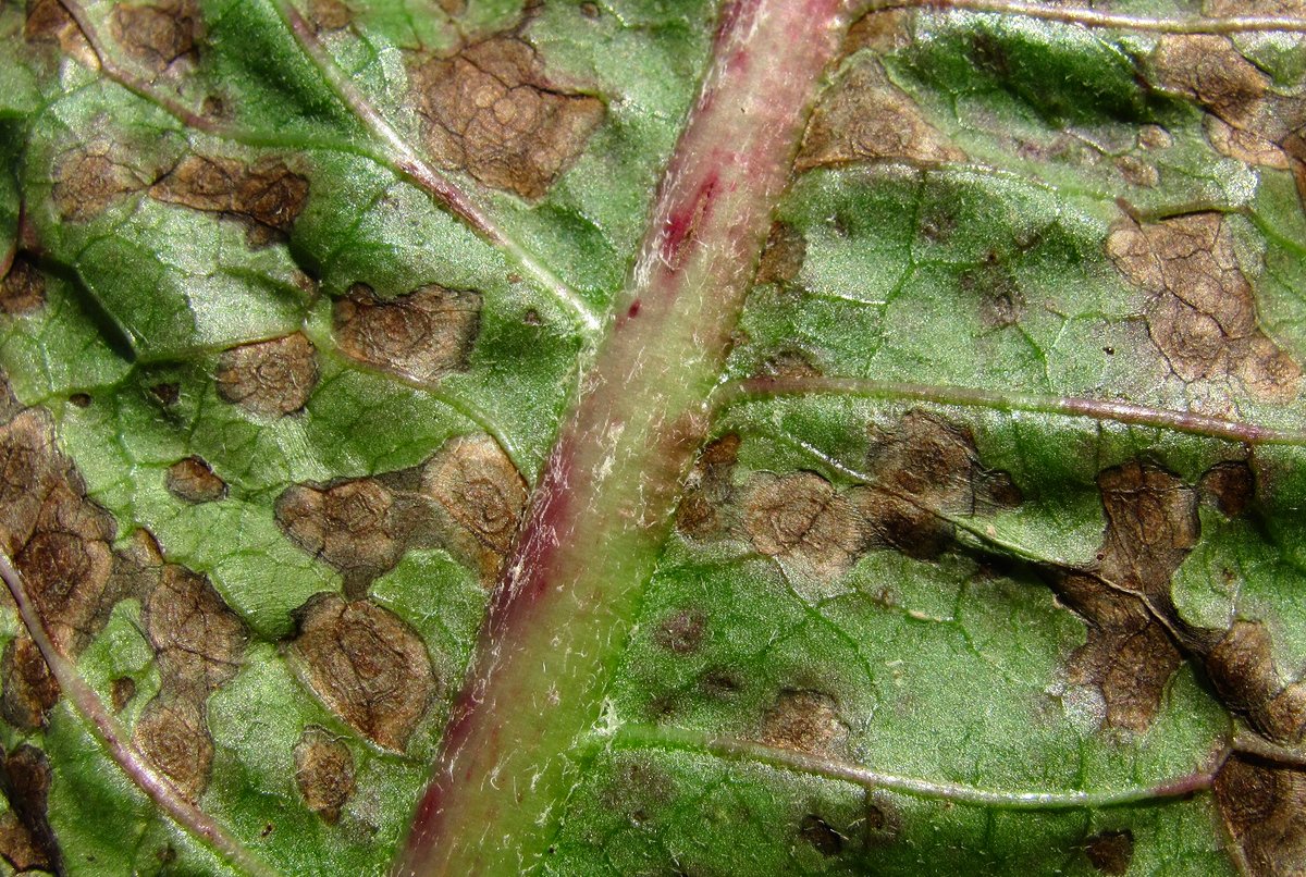Image of Taraxacum officinale specimen.