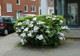Hydrangea macrophylla подвид serrata. Цветущее растение. Германия, г. Мюнстер, уличное озеленение. Июль 2014 г.