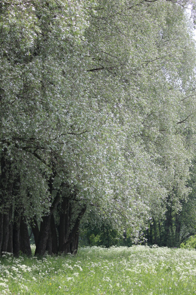 Image of Salix alba specimen.