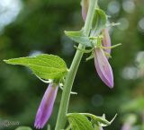 Campanula rapunculoides