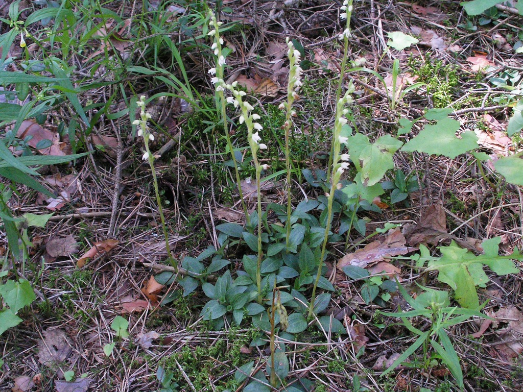 Image of Goodyera repens specimen.